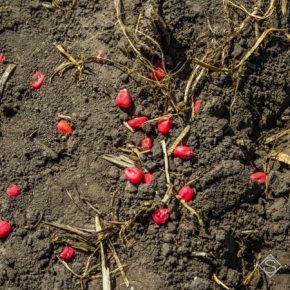 Без господдержки импортные семена вытеснит украинский — эксперт