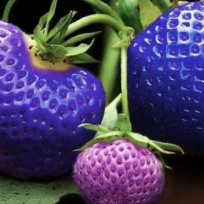 В Турции начали выращивать фиолетовую клубнику
