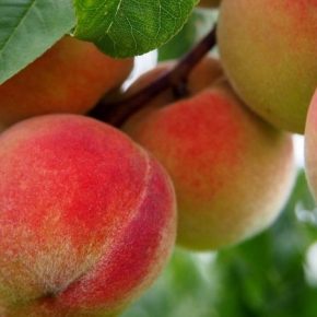 Садовник поделился опытом выращивания персиков на Закарпатье