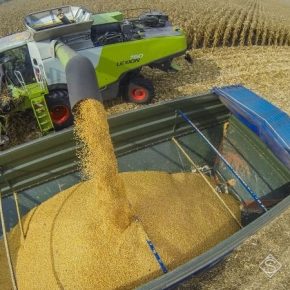 Черкасская область в лидерах по валовому сбору кукурузы в Украине