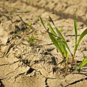 80% земель в Черкасской области страдает от почвенной засухи