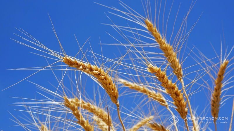 Названо сорти озимої пшениці, найбільш стійкі до твердої сажки