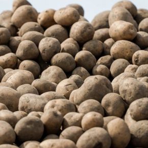 Урожай картофеля в Украине сократился на 10%