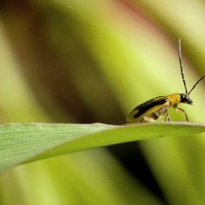 В Киевской области зафиксированы новые вспышки распространения кукурузного жука