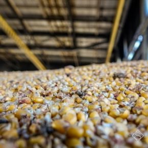 В портах Украины выросли закупочные цены на кукурузу