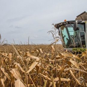 Средняя урожайность кукурузы в Западном Буге превысила 10 тонн