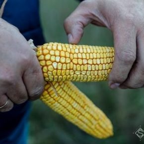 На содержание крахмала в зерне кукурузы влияют минеральные удобрения — исследование