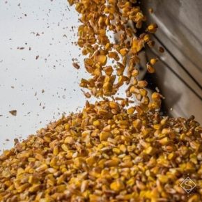Валовой сбор зерна в Украине превысил прошлогодний показатель