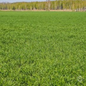 Гербициды на озимых зерновых целесообразно применять осенью — ученый
