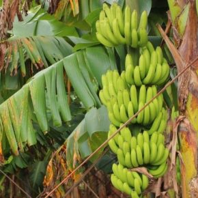 Глобальное потепление угрожает урожаям бананов в мире