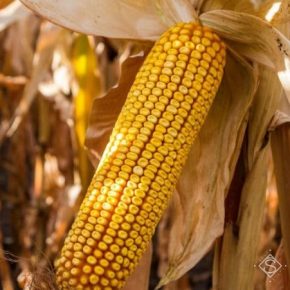 Отечественные гибриды кукурузы в экстремальных условиях показывают себя лучше — агроном