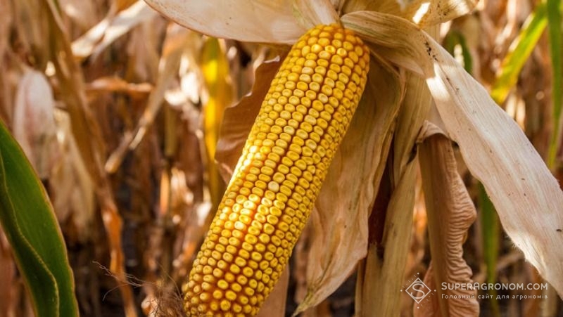 Вітчизняні гібриди кукурудзи за екстремальних умов показують себе краще — агроном