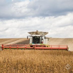 Валовой сбор зерна в Области превысил 6 млн тонн