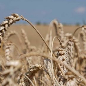 Названы самые продуктивные сорта пшеницы для подзоны перехода Лесостепи в Степь
