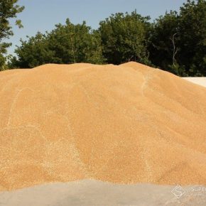 В этом году в Одесской области собрано меньше пшеницы, ячменя и гороха за последние 4 года
