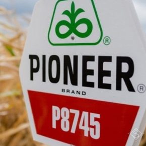 Семена Pioneer будет продаваться в кредит — Corteva