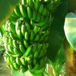 На Львовщине запустили первую банановую ферму