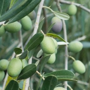 Крым планируют засадить оливковыми деревьями