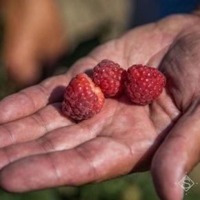 Украинских фермеров поощряют к выращиванию малины
