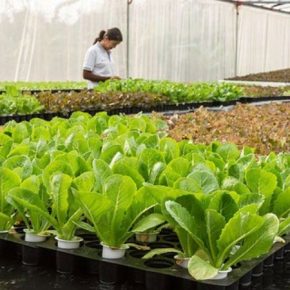 Зелень в теплицах выгодно выращивать по методу аквапоніки