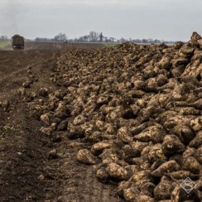 Названы причины снижения урожая сахарной свеклы в Украине
