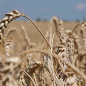 Подсчитано, которых потери урожая пшеницы отмечают аграрии через засоренность
