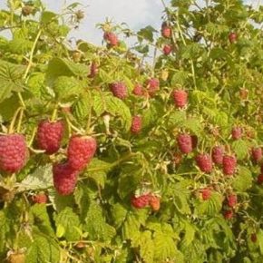 Британский производитель ягод провел тестирование работа на сборе малины