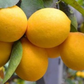 В теплицах на Черкасщине выращивают лимоны Мейера