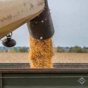 Украину ожидает рекордный урожай зерна — эксперт