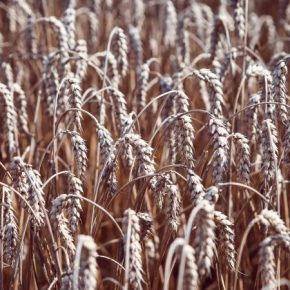 Прогноз урожая пшеницы в Украине снижены из-за засухи