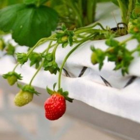 Польские производители увеличивают урожайность ягод благодаря тоннелям
