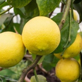 В теплицах на Хмельнитчине выращивают лимоны