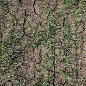 Засуха на полях угрожает озимым на Запорожье