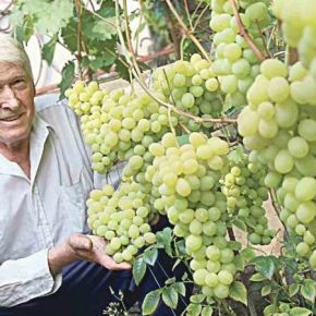 Винницкий садовник выращивает 60 сортов винограда