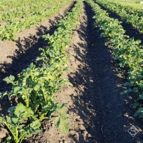 Украинские сорта занимают лишь 10% площадей профессиональных картофелеводов — эксперт
