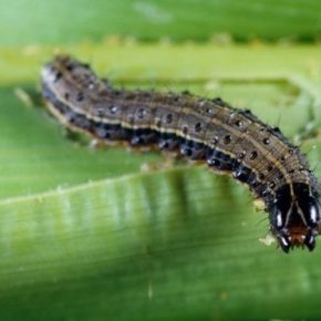 В кукурузной совки обнаружили признаки резистентности к пестицидам