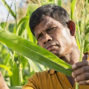 ФАО наращивает масштабы борьбы с кукурузным совкою