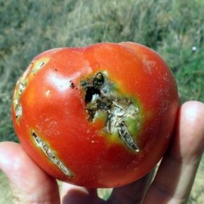 Через таможенный пост в Украину попал зараженный груз томатов