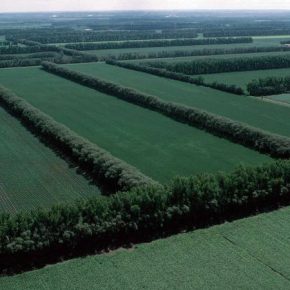 Урожайность культур на Херсонщине будут увеличивать за счет лесополос