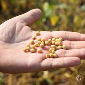 Урожайность сои в Украине в течение 4 лет остается стабильной