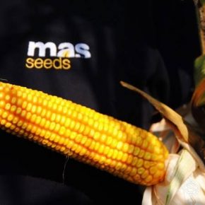 Определено рекордсменов по урожайности кукурузы MAS Seeds в Украине