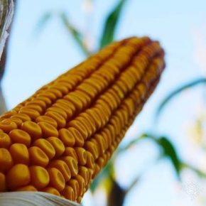 Установлен новый рекорд урожайности кукурузы на орошении