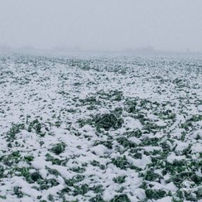 В Украине прогнозируют снег и похолодание — недельный прогноз погоды