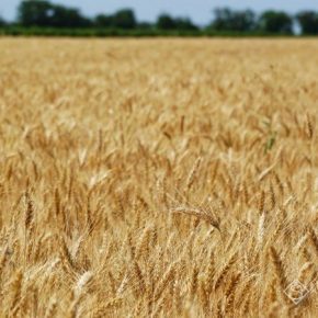 Английские ученые нашли альтернативу органическому удобрению зерновых