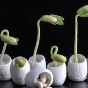 Для семян бобовых создано защитное покрытие из шелка