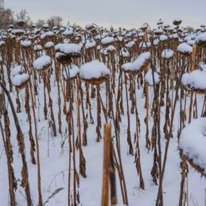 Из-за снегопадов подсолнечник на севере США останется зимовать в полях
