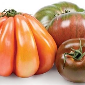 В США презентовали новые сорта разноцветных томатов
