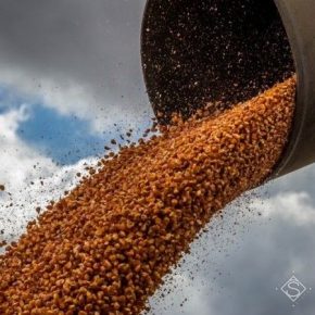 На Тернопольщине установлен новый рекорд валового сбора зерна
