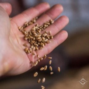 На Киевщине в зерне фуражной пшеницы обнаружили мучного клеща