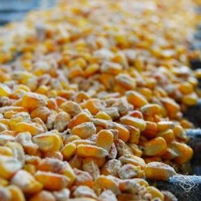 В портах Украины снизились закупочные цены на кукурузу